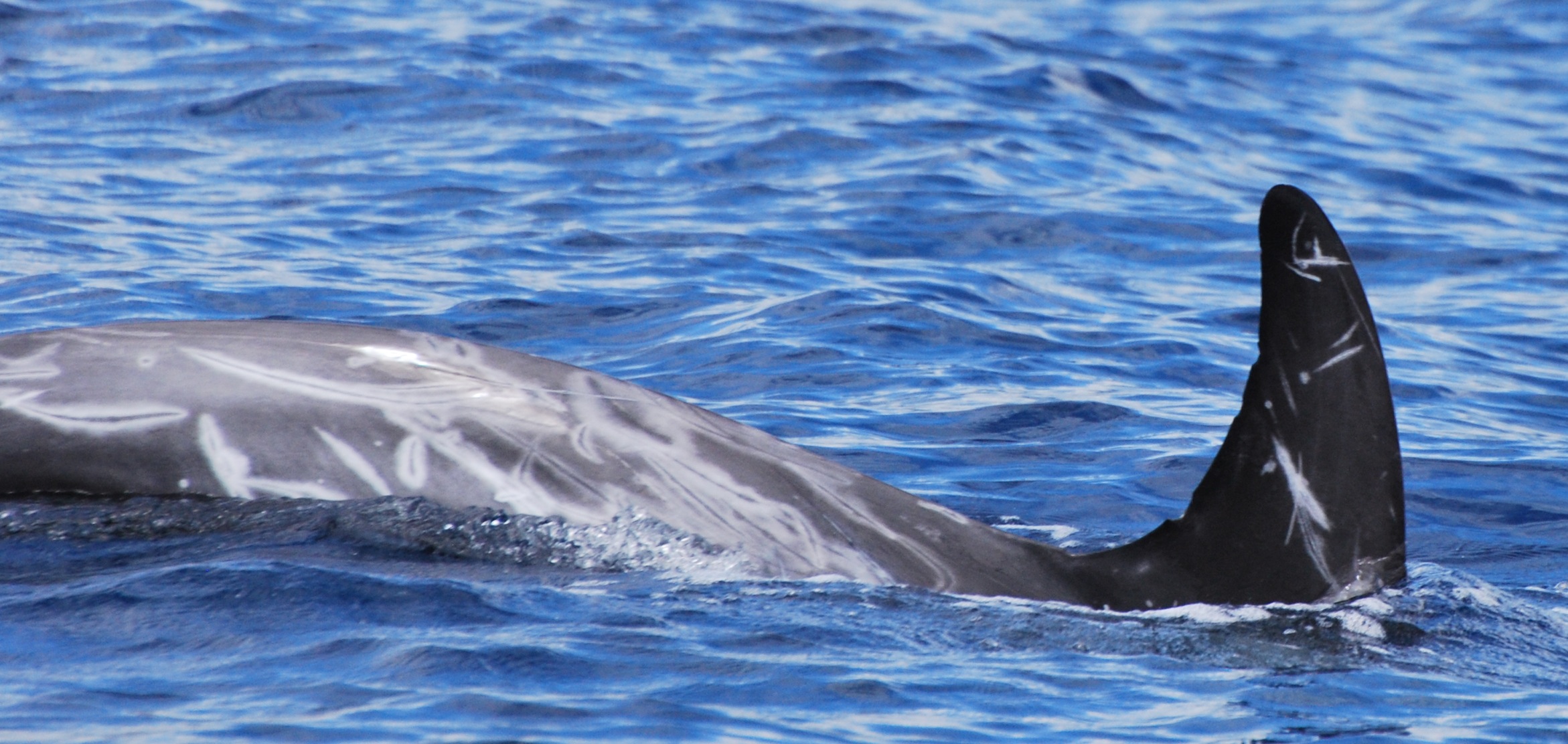 RightDorsal