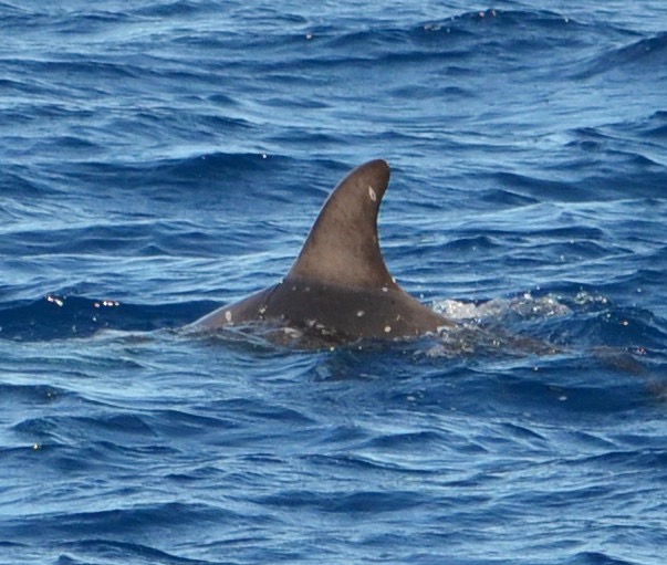 LeftDorsal
