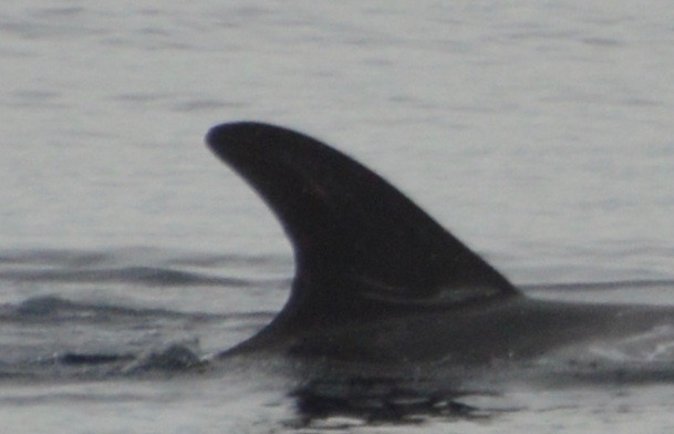 RightDorsal