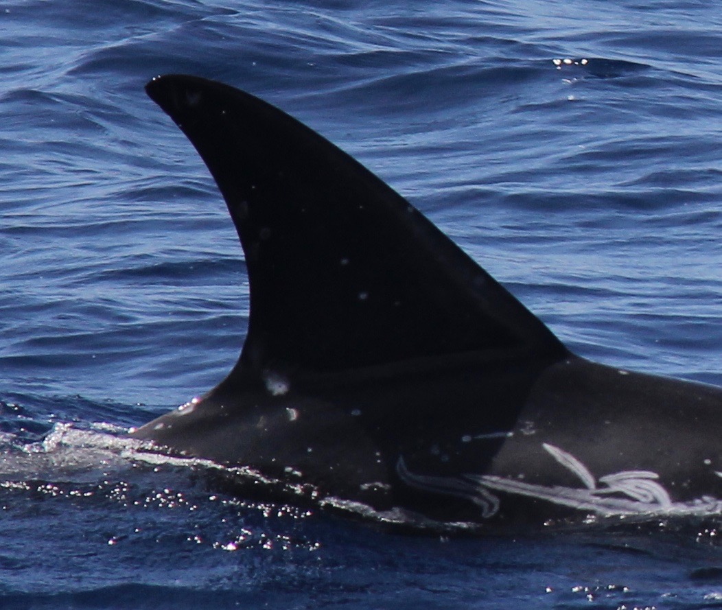RightDorsal