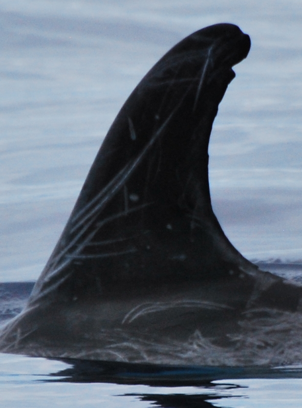LeftDorsal