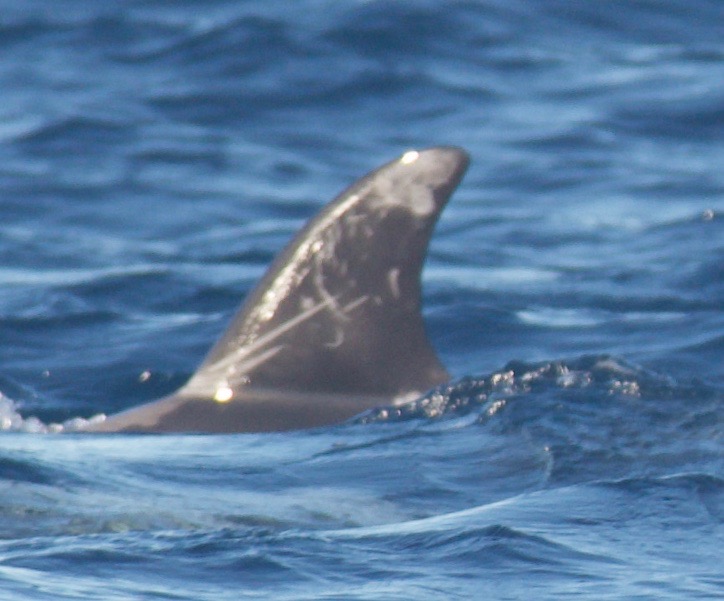 LeftDorsal