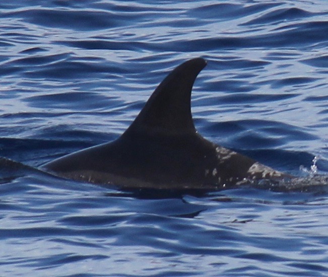LeftDorsal