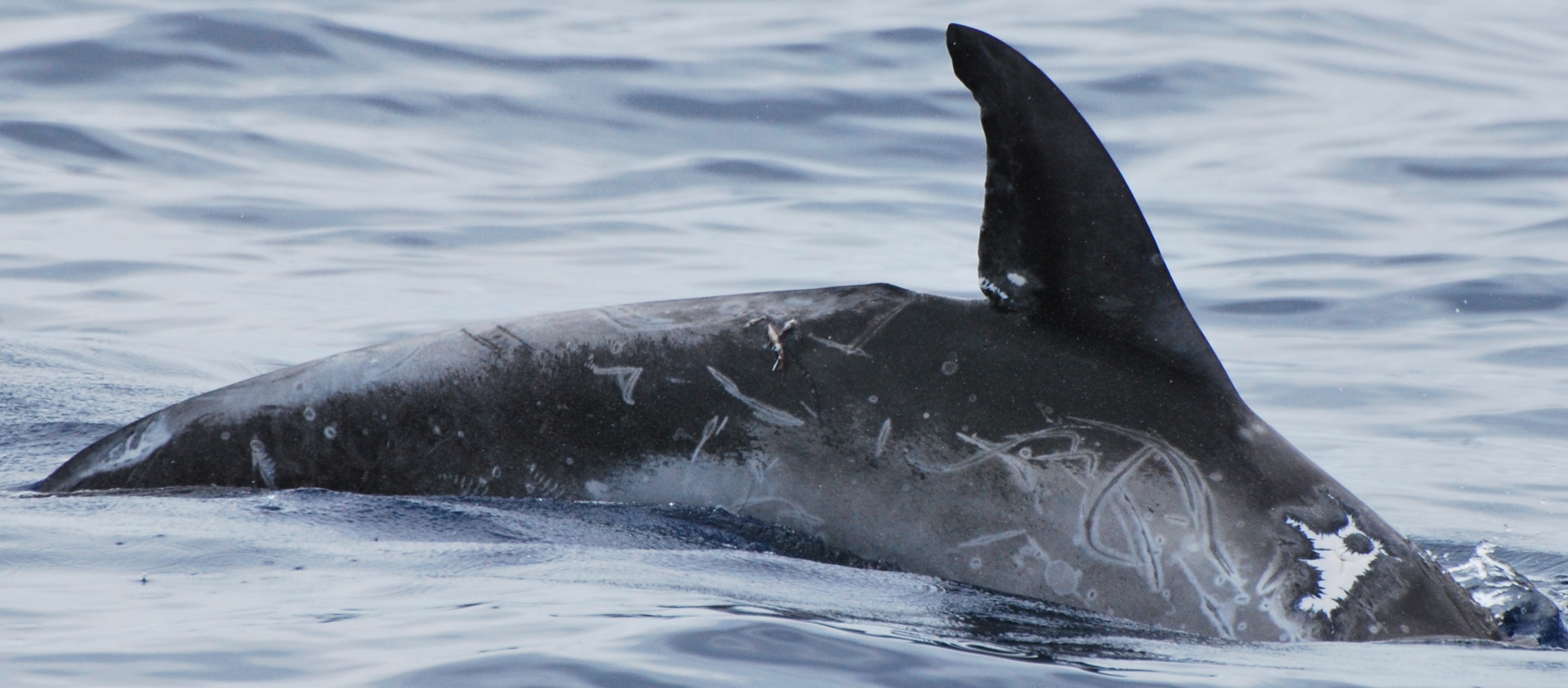 RightDorsal