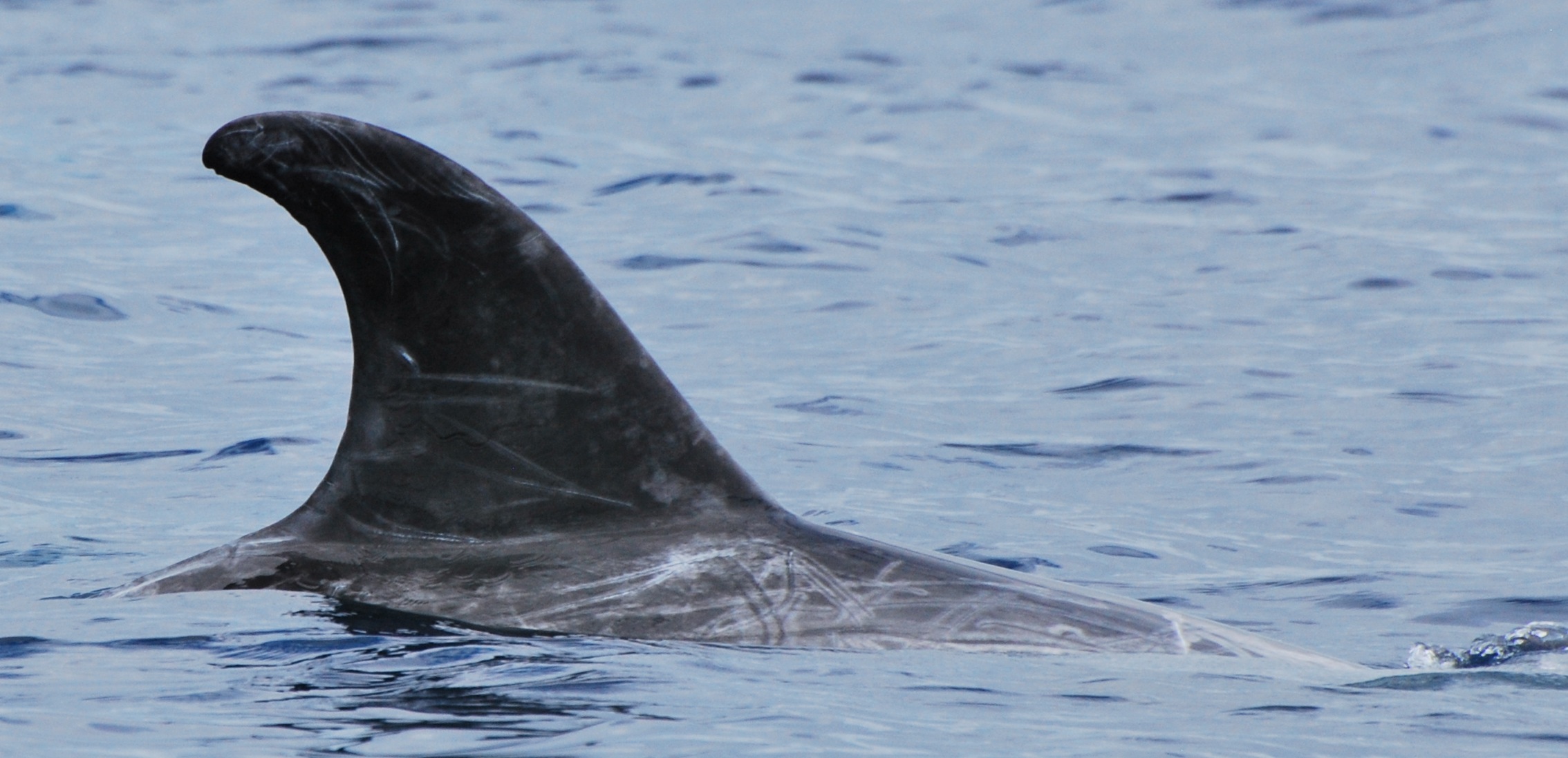 RightDorsal