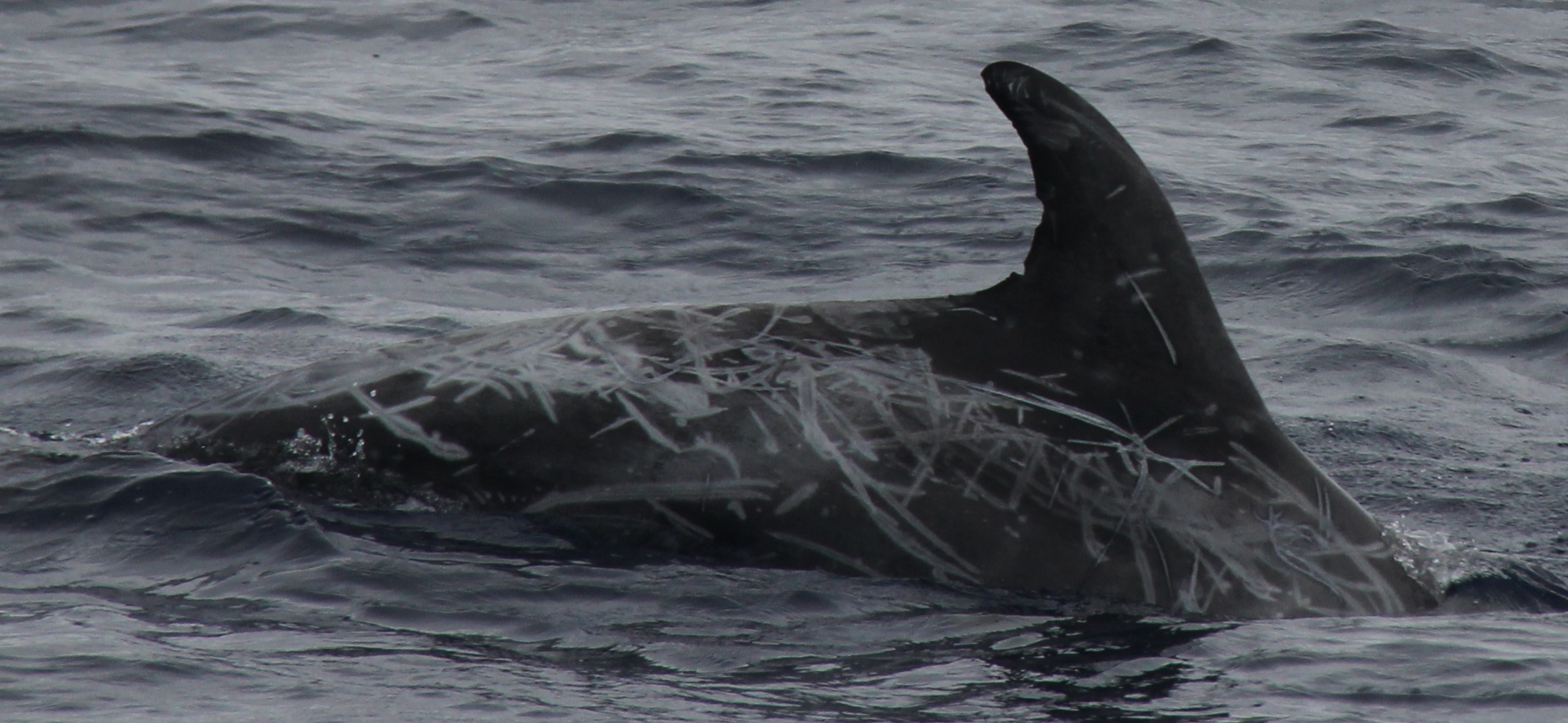 RightDorsal