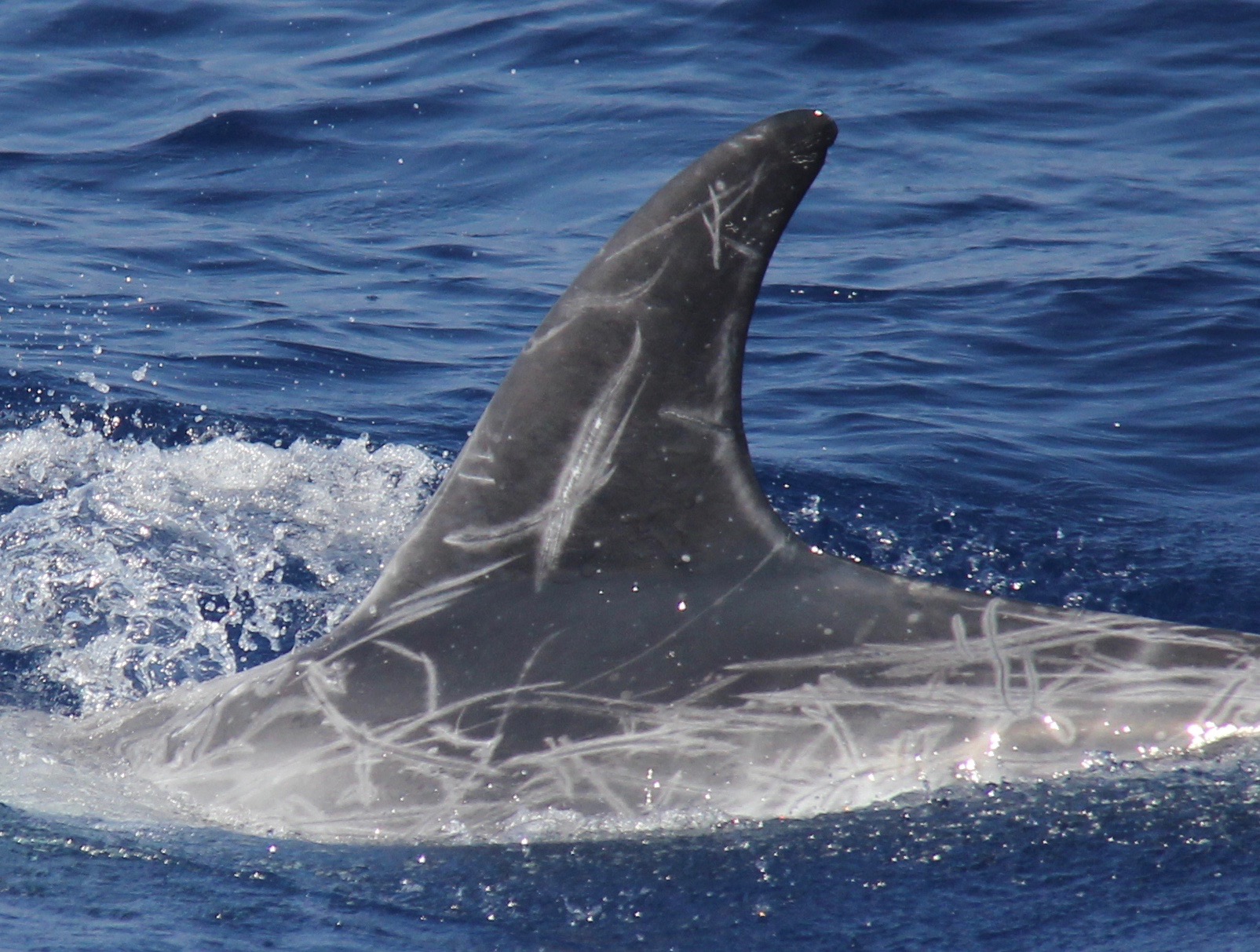 LeftDorsal