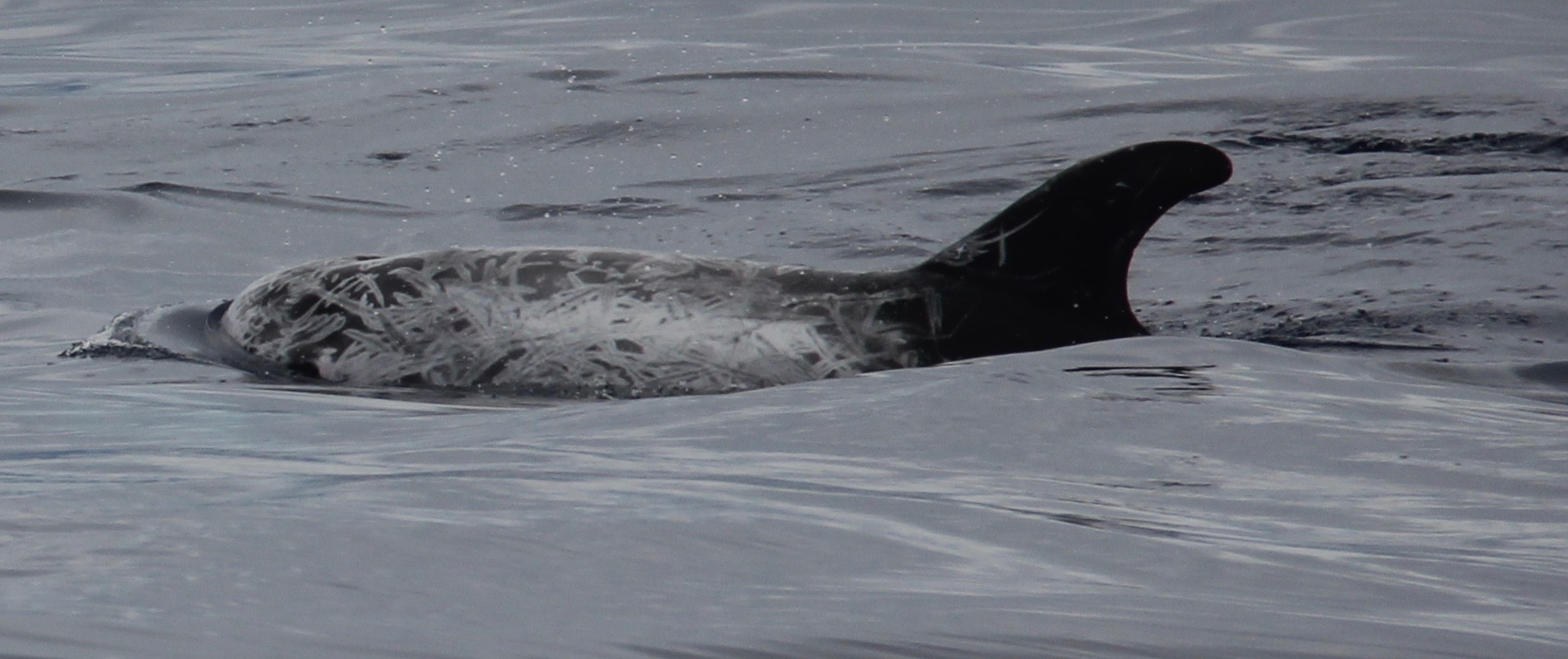 LeftDorsal