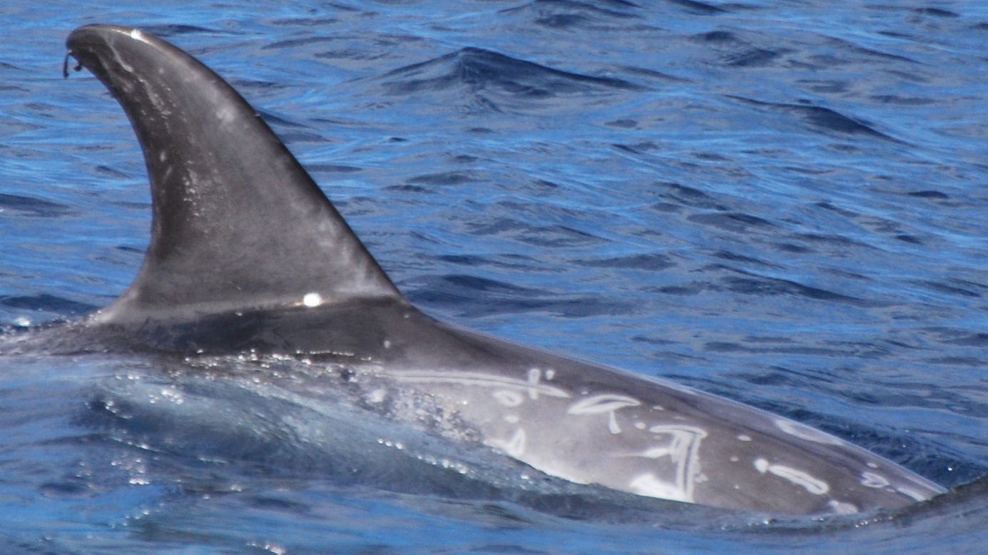 RightDorsal