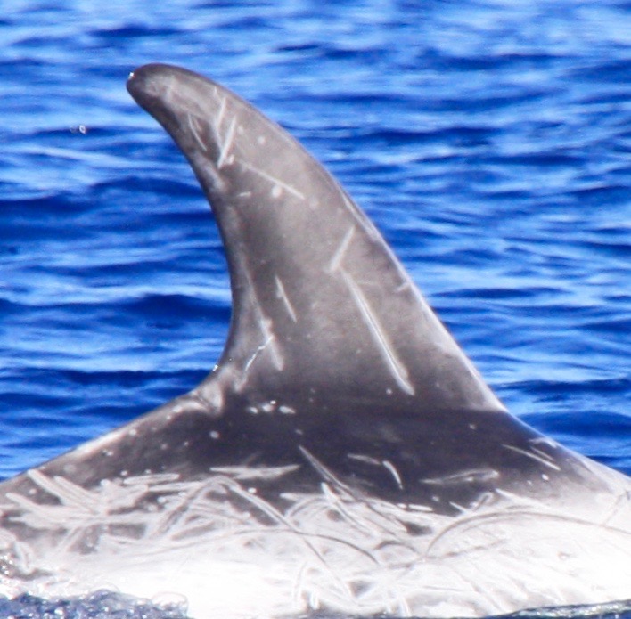 RightDorsal