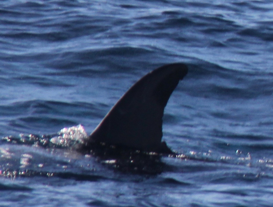 LeftDorsal
