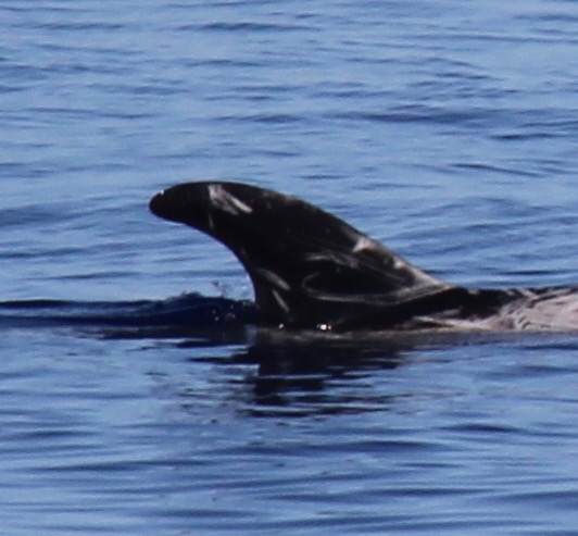 RightDorsal