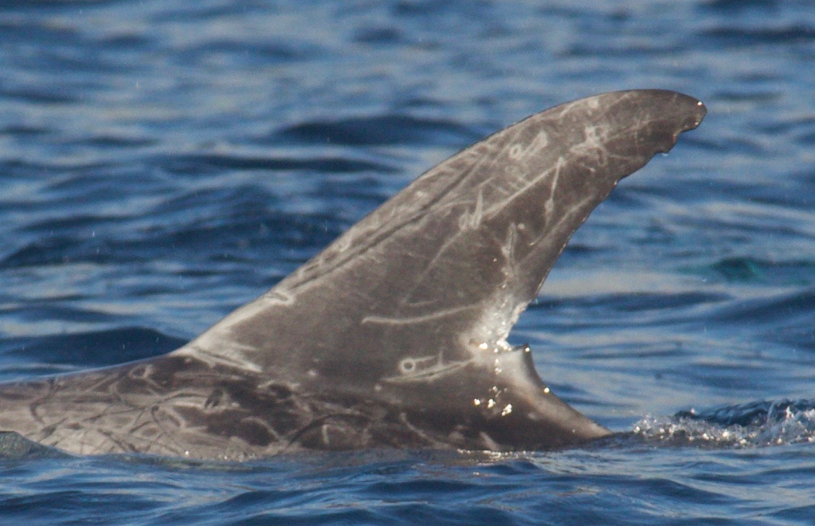 LeftDorsal