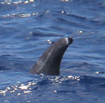 LeftDorsal