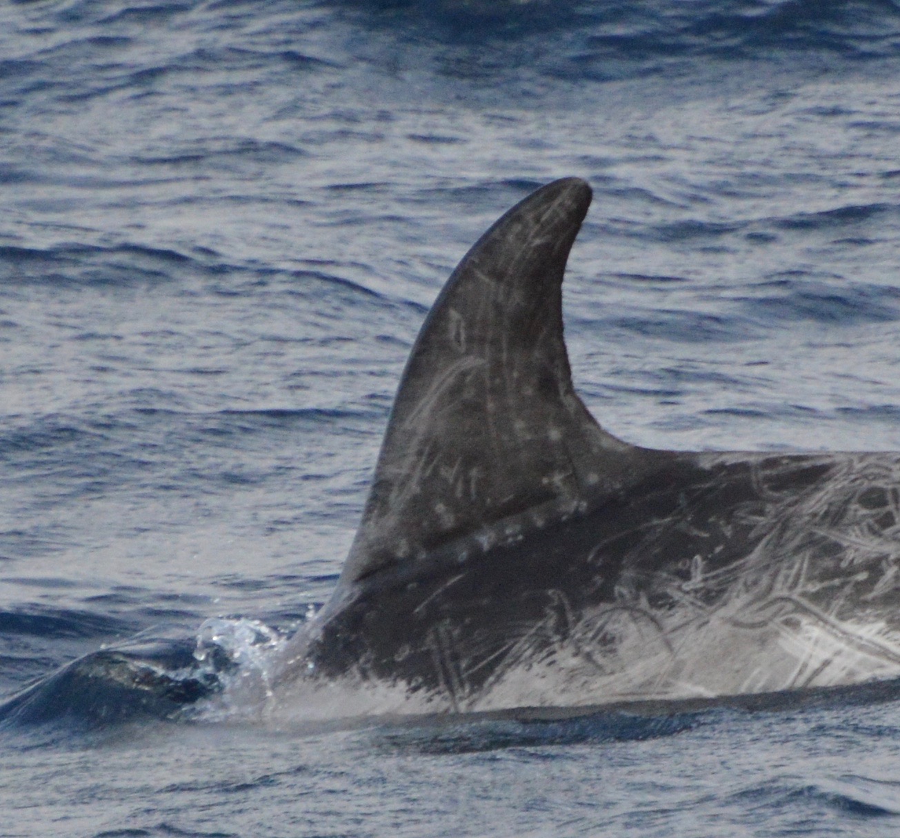 LeftDorsal