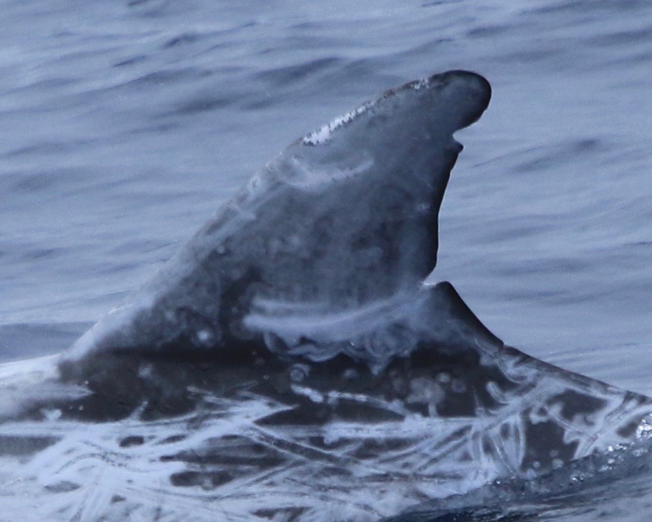 LeftDorsal