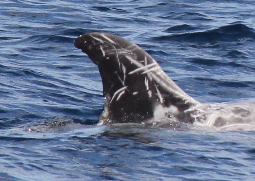 RightDorsal