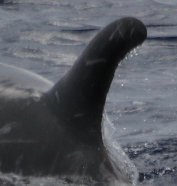 LeftDorsal