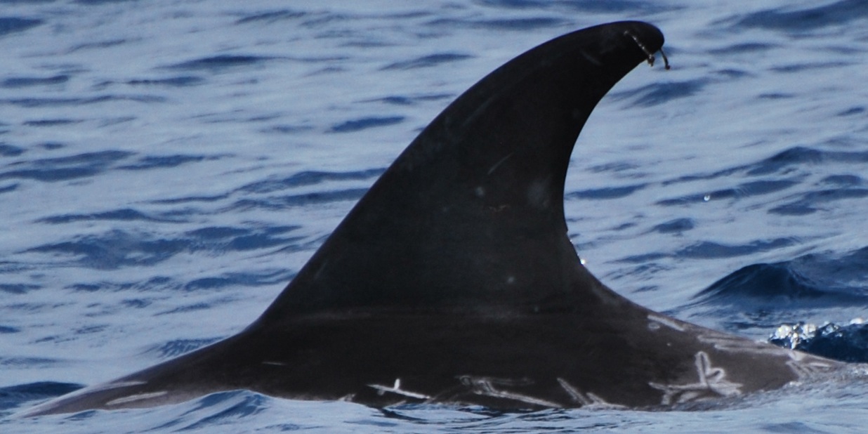 LeftDorsal