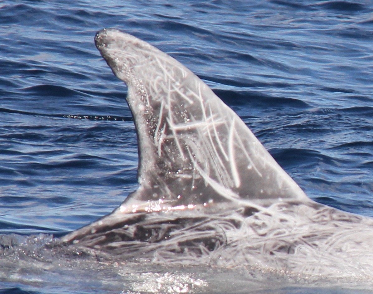 RightDorsal