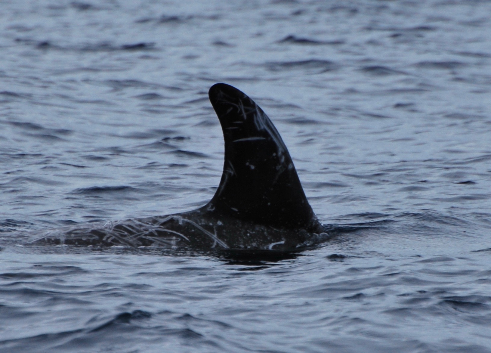 RightDorsal