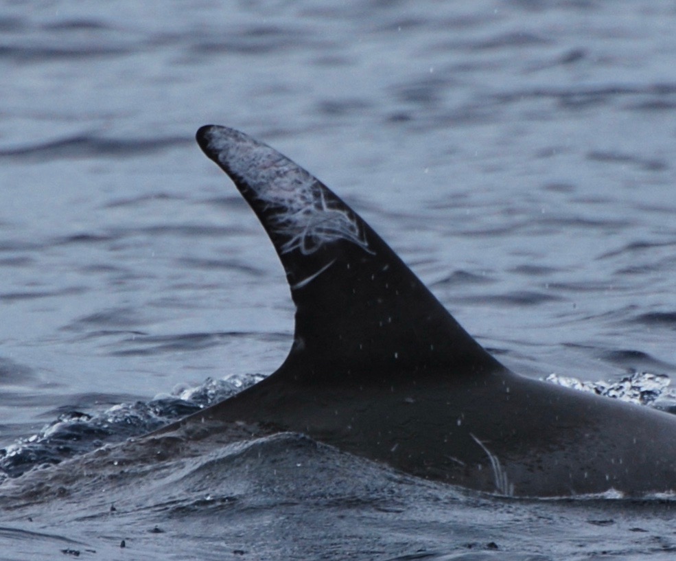 RightDorsal