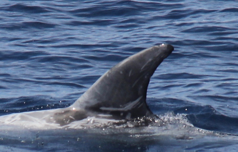 LeftDorsal