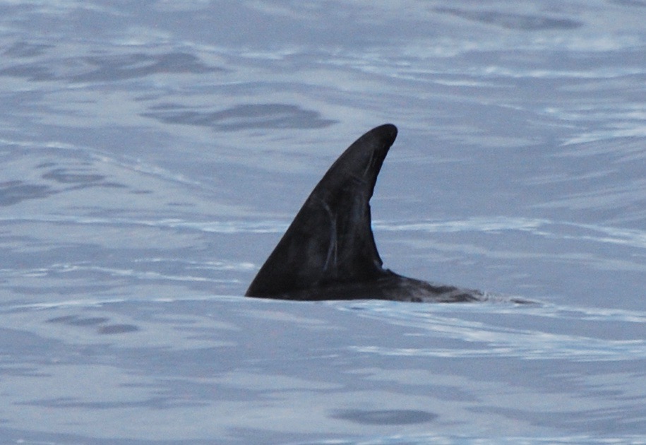 LeftDorsal