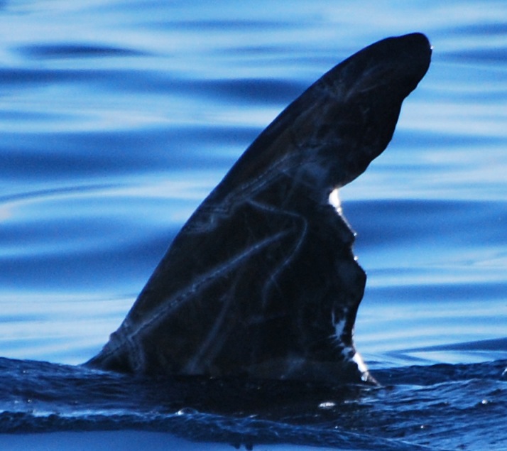 LeftDorsal
