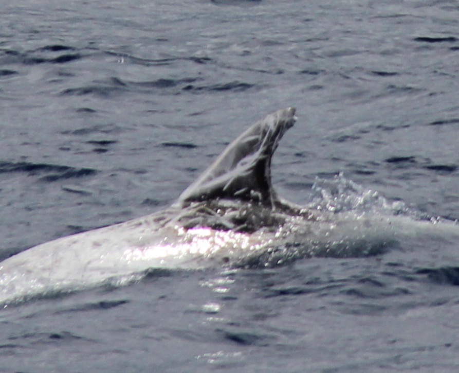 LeftDorsal
