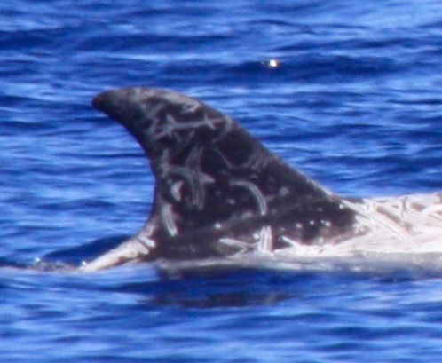 RightDorsal