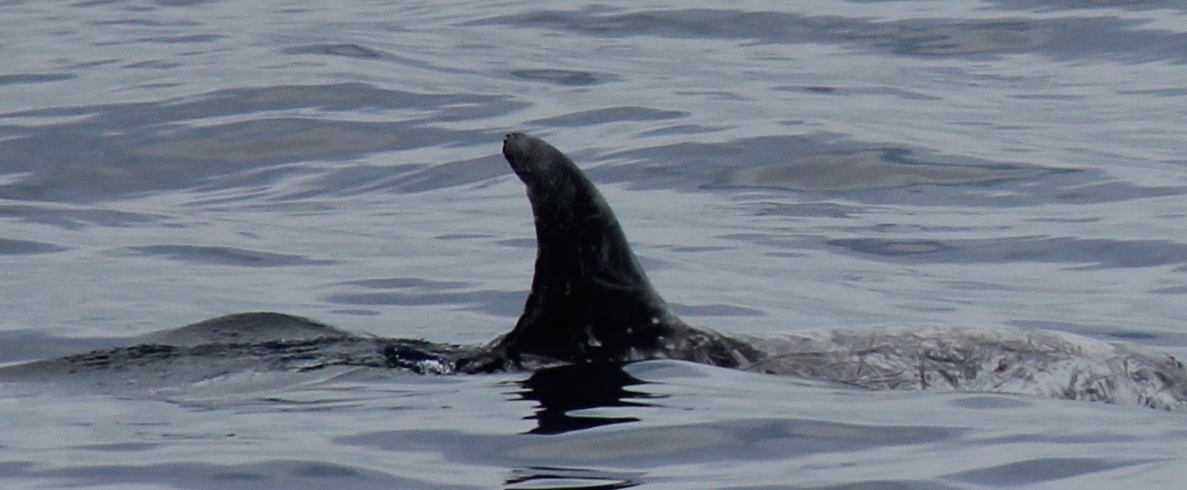 RightDorsal