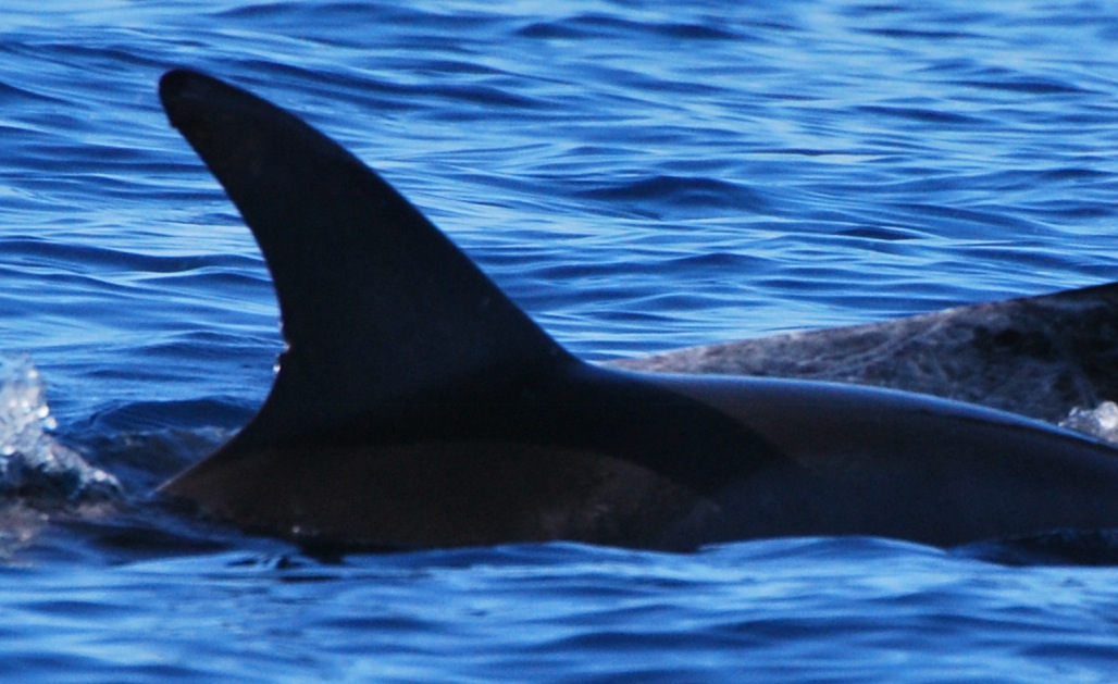 RightDorsal