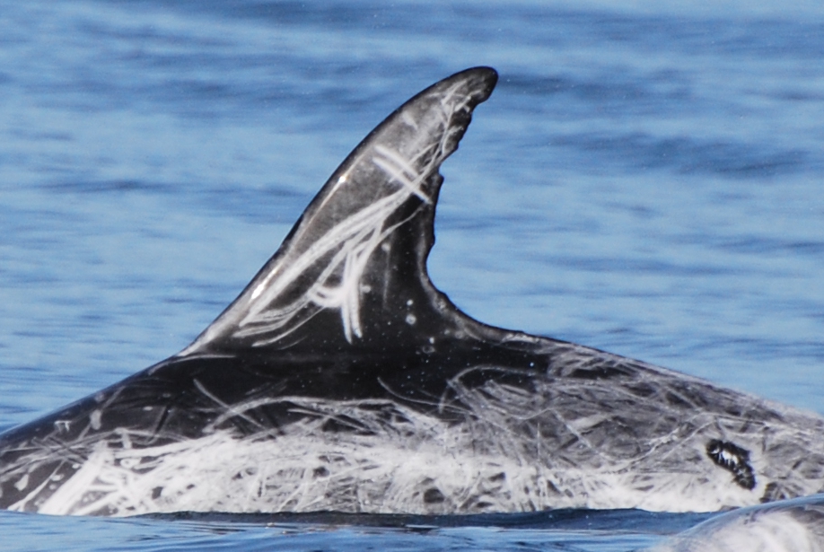 LeftDorsal