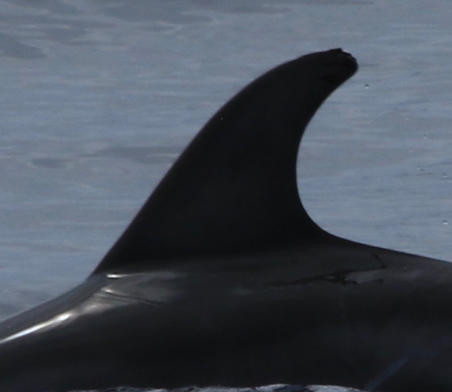 LeftDorsal