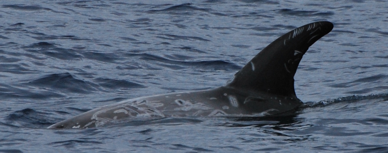LeftDorsal