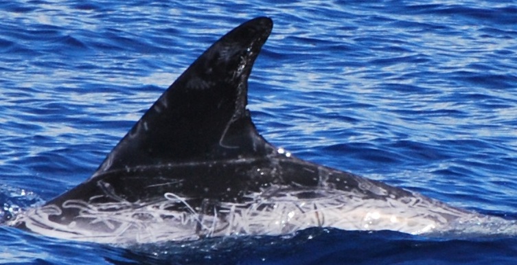 LeftDorsal