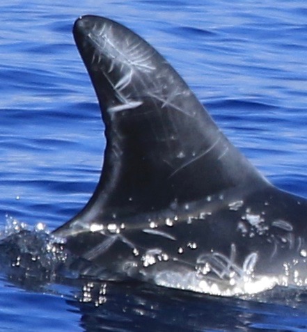 RightDorsal