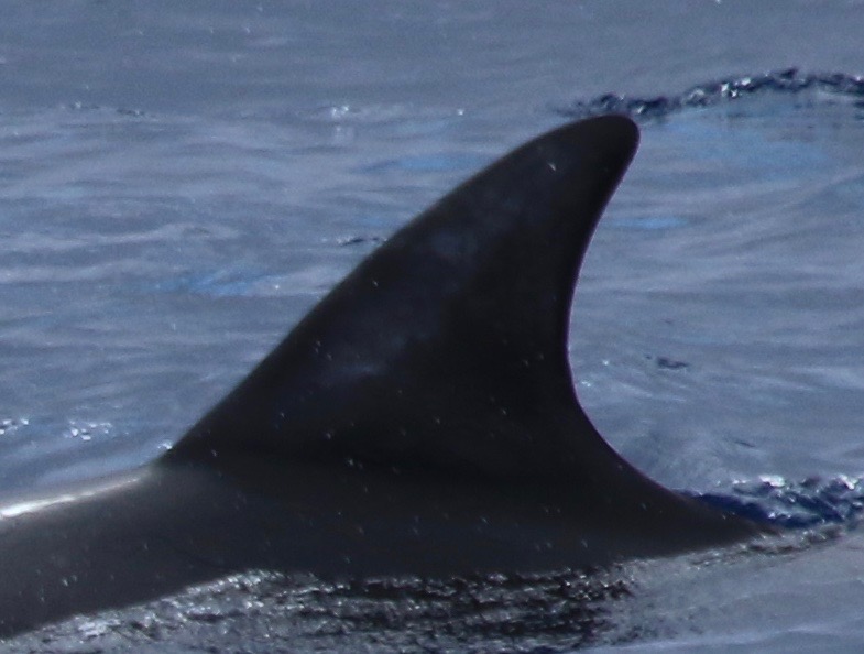 LeftDorsal