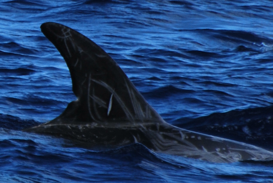 RightDorsal