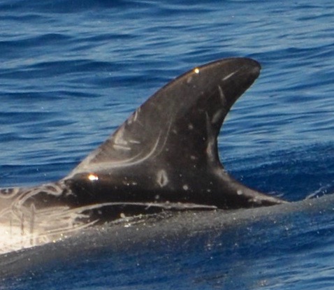 LeftDorsal