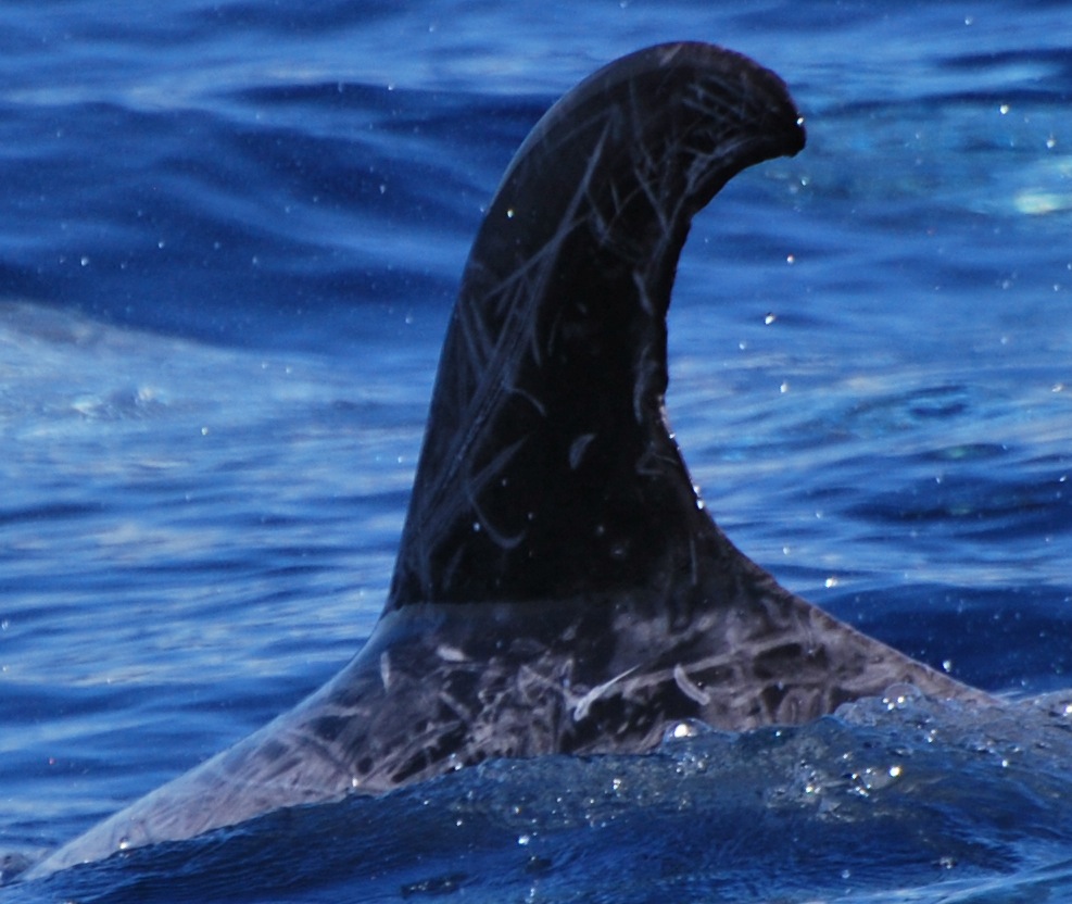 LeftDorsal