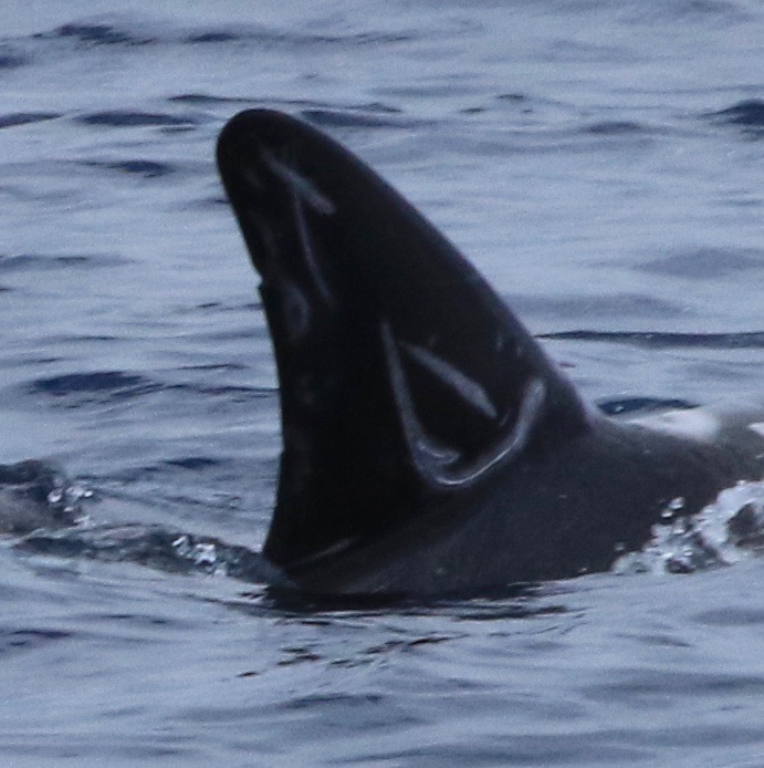 RightDorsal