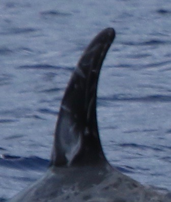 LeftDorsal