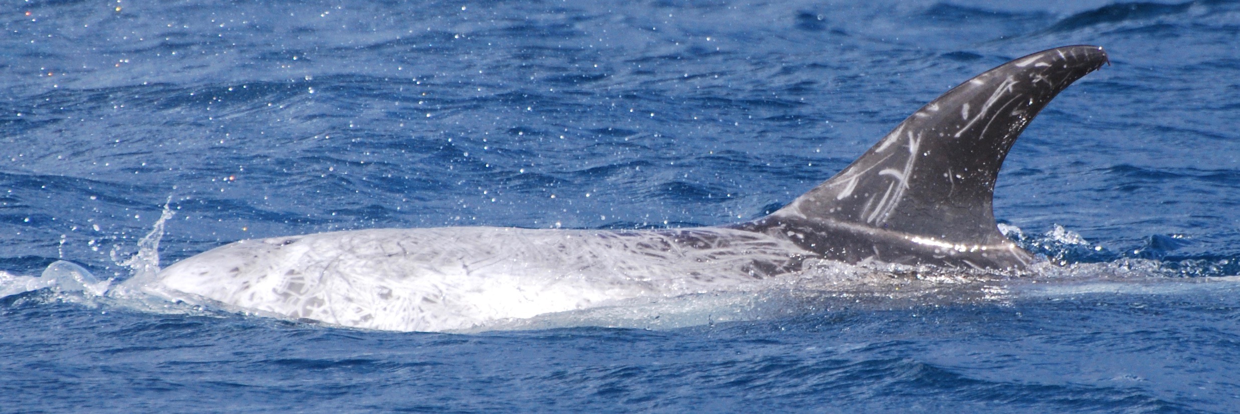 LeftDorsal