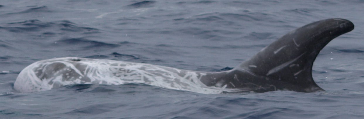LeftDorsal