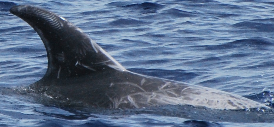 RightDorsal
