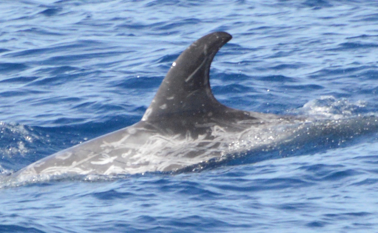 LeftDorsal