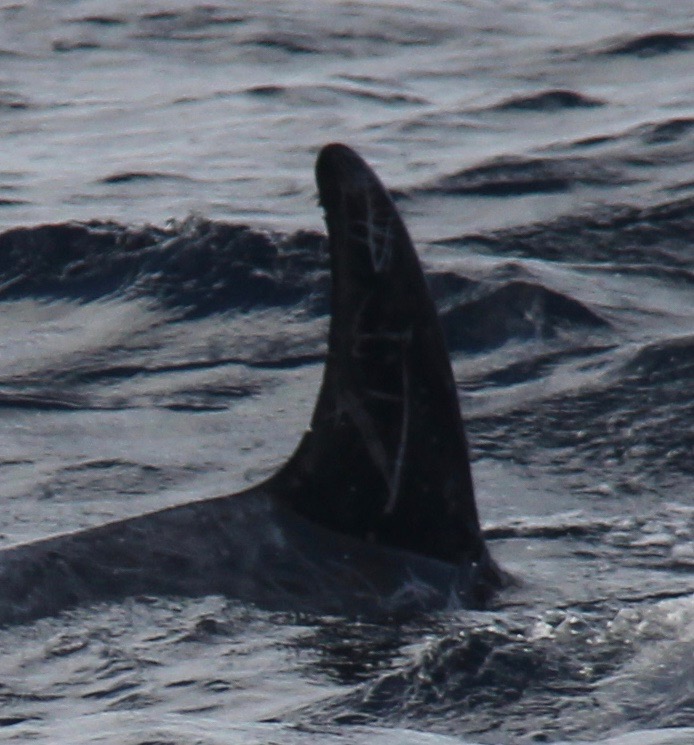 RightDorsal