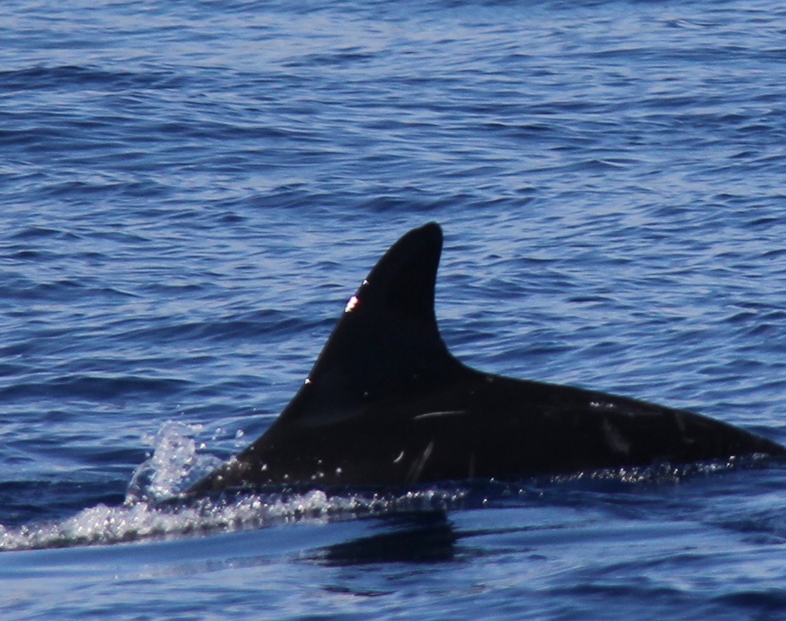 LeftDorsal